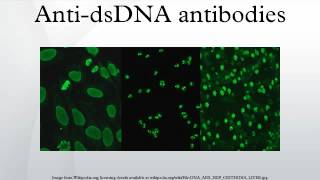 AntidsDNA antibodies [upl. by Neivad]