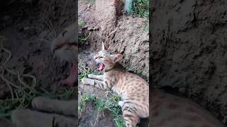 cat short video23 [upl. by Solis741]