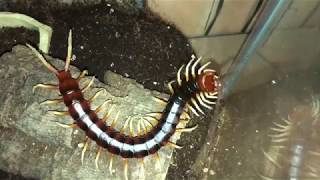 Giant Centipede Feeding  Scolopendra White Leg [upl. by Ades]