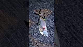 Bigeye Trevally fishinginsingapore nightfishing [upl. by George]