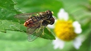 Syrphid Flies  Hover Flies mating Toxomerus marginatus [upl. by Guglielmo]