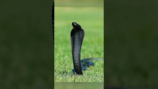 Amazing Facts About Snakes You Didnt Know facts snakevideo amazingfacts fyp animals snake [upl. by Anitserp]