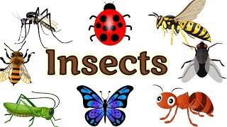 Insects name  Insects for kids Insects  Insects name in English  Names of insects  insects [upl. by Oza]