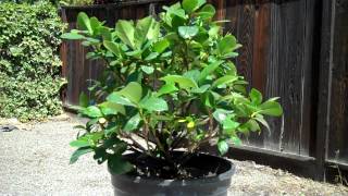 Creating a Dwarf Gardenia Bonsai Part 1 Intro and first pruningmp4 [upl. by Nuhsar]