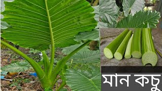 Giant Taro বা Giant Alocasia or cunjevoi cutting video ll giant taro plant big ll মান কচু [upl. by Rodl715]