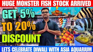 Datnoid Fish  Senegal Fish  Mango Jack Fish  Huge Exotic And Monster Fish Stock  Diwali Offer [upl. by Gillie]