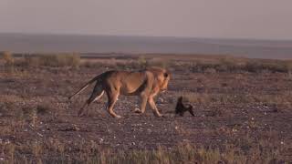 Honey Badger vs Lion This is Way Too Much animals wildlife [upl. by Llerrehc351]