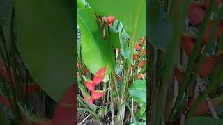 As maravilhas da mata atlântica heliconia rostrata shorts [upl. by Ennahgiel]