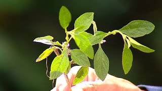 Le mostramos plantas medicinales para tratar problemas respiratorios [upl. by Aicirtal811]