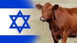 RED HEIFER SACRIFICE Christianitys NEW GOLDEN CALF Eclipse Coming soon [upl. by Karab482]