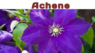 Achene achene fruit simple caryopsis clematis pericarp testa [upl. by Neoma]