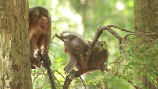 Mama Princess Climb To Meet Monkey Tom On Snay Tree on Oct12 2024 508Bp [upl. by Galliett]