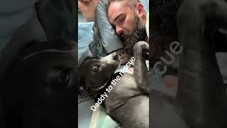 Helping puppy cope with the hiccups puppy petcare love [upl. by Iasi]