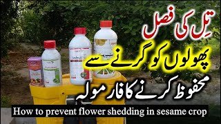 How to prevent flower shedding in sesame crop  Till ki fasal ko phol girne sy bachana  Dr Jamil [upl. by Ruamaj]