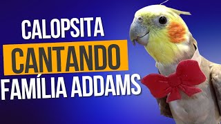 Calopsita cantando música família Addams  Assobio família Addams  fala muito essa Calopsita [upl. by Reivazx]