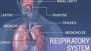 Anatomy and physiology of Respiratory system [upl. by Siraved]