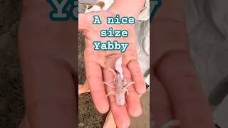 A nice size Yabby shorts fishing yabby bait [upl. by Ninetta]