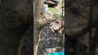 Crab Spider  Spinybacked OrbweaverGasteracantha cancriformis [upl. by Werdma]