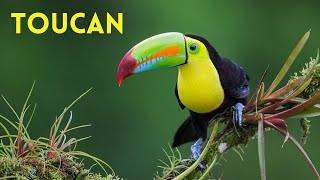 Toucan Facts Birds With Large amp Colorful Bills [upl. by Hew384]