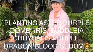 PLANTING BUDDLEIA CHRYSALIS PURPLE ASTER PURPLE DOME IRIS DRAGON BLOOD SEDUM👩‍🌾 [upl. by Garner]