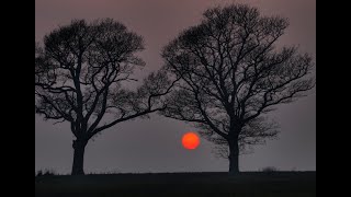 Die zwei alten Bäume  ein bretonisches Märchen [upl. by Mil]