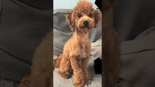 Poochon poodle x bichonďżź [upl. by Fidelas]