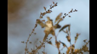 Isabelline  Redtailed Shrike Bempton Cliffs RSPB East Yorkshire 41024 [upl. by Anon]