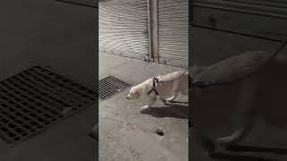 Scoobyর রাত্রিবেলার হন্টন everyone youtubeshorts petlovers petowner dog [upl. by Swiercz]