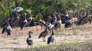 Lesser WhistlingDuck 4K [upl. by Edgell373]