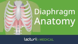 Anatomy of the Diaphragm  Anatomy [upl. by Lodmilla]