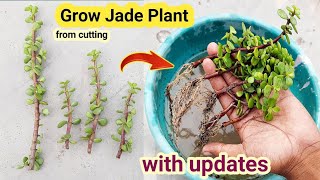 How to grow z plant  Hindi me [upl. by Lorimer19]