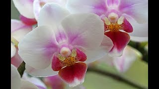 COMMENT FAIRE REFLEURIR UNE ORCHIDÉE [upl. by Shandie]