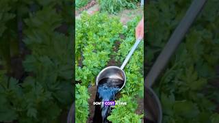 Make you own fertilizer at home garden farming viralvideo smallbales fertilizerprices fyp [upl. by Adao]