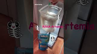 Artemia hatching process  Betta Guppy fish frys live food  ARKA Artemia eggs  shorts [upl. by Yuh]