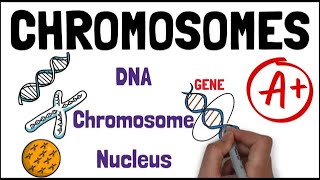 CHROMOSOMES  Biology GCSE and iGCSE Biology Revision Grade 9 Updated [upl. by Phila323]