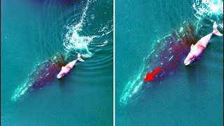 This Whale Revealed Something To These Scientists And Its Truly Incredible [upl. by Akimat]