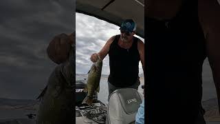 Nice smallmouth on Berryessa smallmouthbass fishing bassfishinglife bassfishingismylife [upl. by Audi]