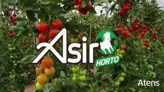 ASIR Horto  Tomate [upl. by Bulley901]