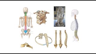 Columna vertebralis costalar ve sternum  2 Bölüm [upl. by Nettirb]