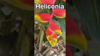 Heliconia rostrata plant [upl. by Okomot]