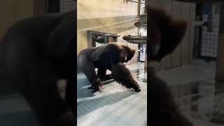 Dancing Gorilla  Gorilla that Dances  Funny Gorilla Video [upl. by Noryt4]