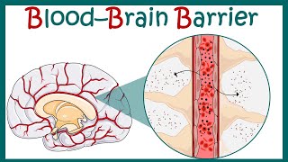 Blood Brain Barrier  Blood Brain Barrier  Structure amp Function  Blood CSF barrier [upl. by Sane]