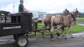 Morrisville State College draft horses [upl. by Taite]