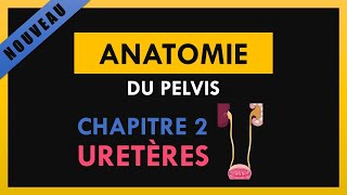 Anatomie Du Pelvis  Chapitre 2  Uretères [upl. by Oberon]