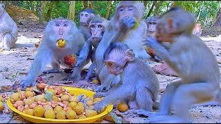 Lovely Alba Group  Monkeys Anna Family Eat Fruit Joyfully [upl. by Mendoza]