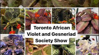 The Toronto African Violet and Gesneriad Society  Show Tables [upl. by Ursulina]