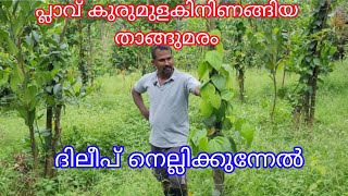 Pepper in Jack treeAntony Muniyara Vlogs [upl. by Shem]