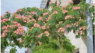 ACACIA de CONSTANTINOLA Albizia julibrissin ARBOLES Y ARBUSTOS [upl. by Bush]