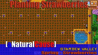 Stardew Valley  Just Planting 3200  Strawberries [upl. by Enella]