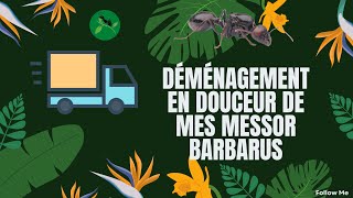 Sa Déménage ches mes Messor Barbarus [upl. by Baerl]